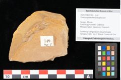 Foto (Objekt + Etikett) von Quercus palaeoilex Ettingshausen (NHMW-GEO-2024-0188-0749)